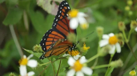 Monarch Butterfly Close Up Stock Footage