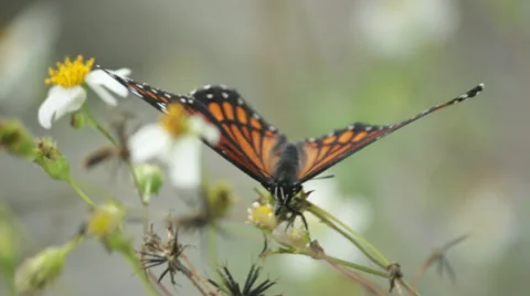 Monarch Butterfly Close Up Handheld 2 Stock Footage 32187200