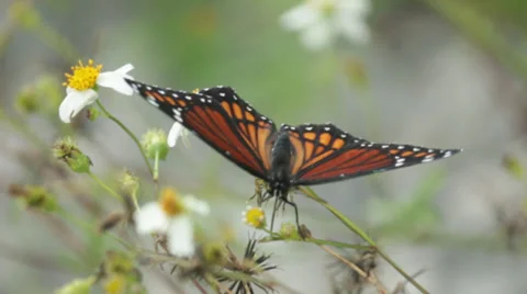 Monarch Butterfly Close Up Handheld Stock Footage 32187205