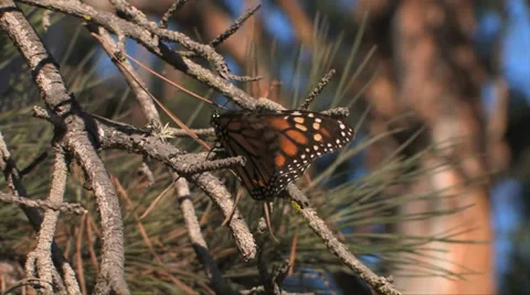 Monarch butterfly close up on a tree limb in Pismo Beach California 스톡 동영상 37586194