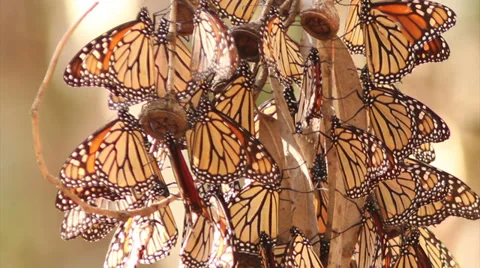 Monarch Butterfly Cluster Video stock 33790016
