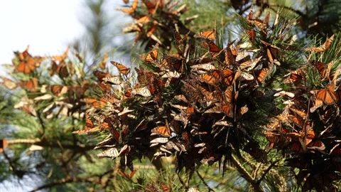 Monarch Butterfly Cluster Stock Footage 168379510