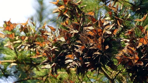 Monarch Butterfly Cluster Stock Footage 168379680