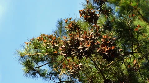 Monarch Butterfly Cluster Stock Footage 168379705