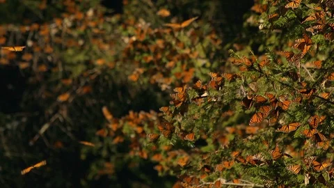 Monarch butterfly clusters resting on Oyamel branches Stock Footage