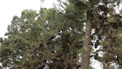 Monarch butterfly colony hibernating on pine trees Video stock 74978488