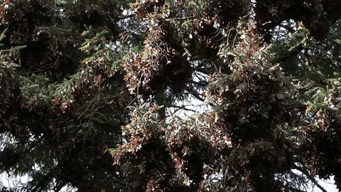 Monarch butterfly colony hibernating on pine trees 스톡 동영상 74979013