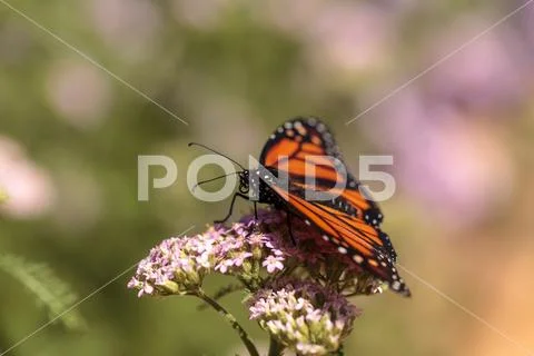 Monarch butterfly, Danaus plexippus, in a butterfly garden on a flower Stock Photos