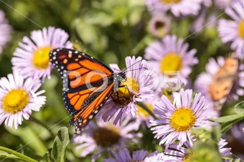 Monarch butterfly, Danaus plexippus, in a butterfly garden on a flower Stock Photos