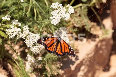 Monarch butterfly, Danaus plexippus, in a butterfly garden Stock Photos