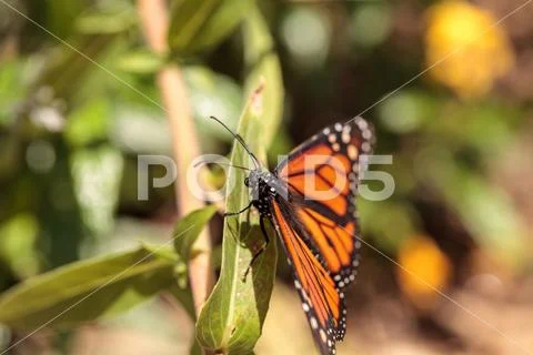 Monarch butterfly, Danaus plexippus, in a butterfly garden Stock Photos