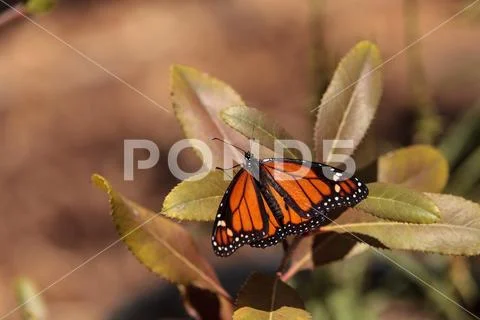 Monarch butterfly, Danaus plexippus, in a butterfly garden Stock Photos