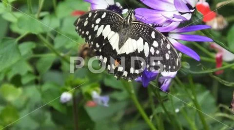 Monarch Butterfly Danaus plexippus on a cineraria flowers and plants Stock Photos