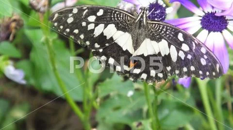 Monarch Butterfly Danaus plexippus on a cineraria flowers and plants Stock Photos
