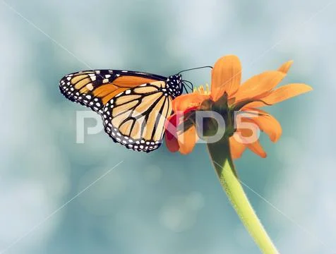 Monarch butterfly (Danaus plexippus) feeding on Mexican sunflower Stock Photos