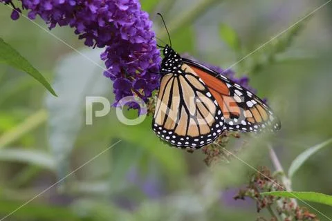 Monarch butterfly Danaus plexippus feeding on purple butterfly bush flowers Stock Photos