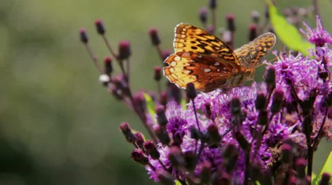 Monarch Butterfly Danaus Plexippus Stock Footage 27504796