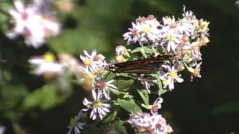 Monarch Butterfly (Danaus plexippus) Perched on Purple Wildflowers Stock Footage 106008136