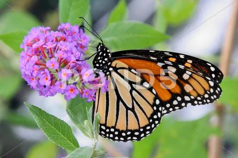 Monarch butterfly (danaus plexippus) Stock Photos