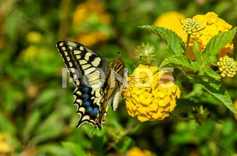 Monarch butterfly danaus plexippus Stock Photos