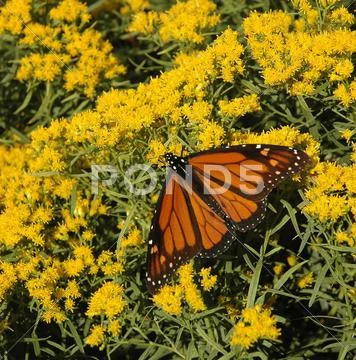 Monarch butterfly (Danaus plexippus) Stock Photos