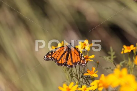 Monarch butterfly, Danaus plexippus Stock Photos