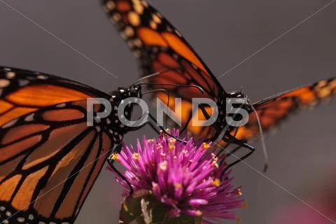 Monarch butterfly, Danaus plexippus Stock Photos