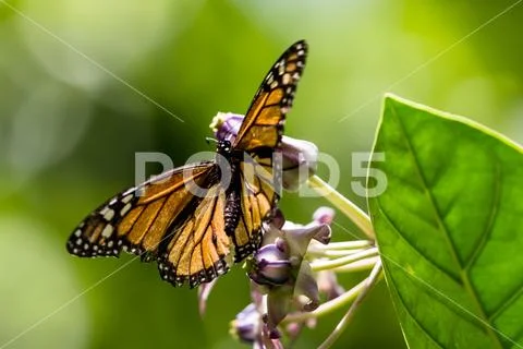 Monarch butterfly (Danaus plexippus) Stock Photos