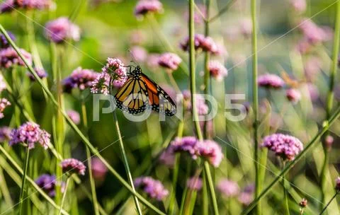 Monarch butterfly (Danaus plexippus) Stock Photos