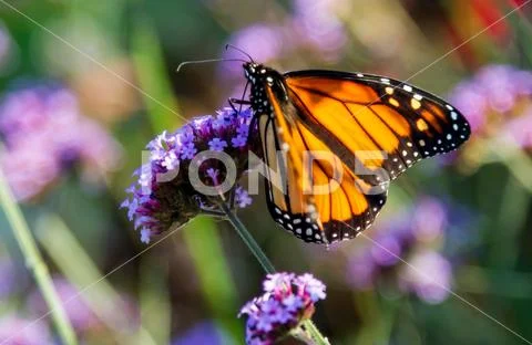 Monarch butterfly (Danaus plexippus) Stock Photos