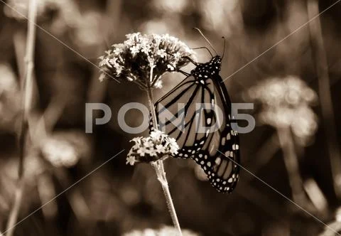 Monarch butterfly (Danaus plexippus) Stock Photos