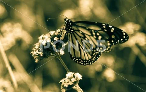 Monarch butterfly (Danaus plexippus) Stock Photos