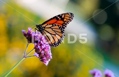 Monarch butterfly (Danaus plexippus) Stock Photos