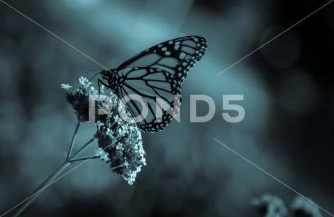 Monarch butterfly (Danaus plexippus) Stock Photos