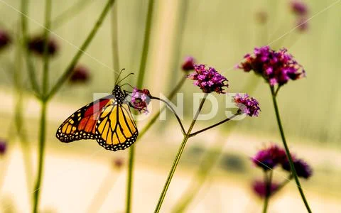 Monarch butterfly (Danaus plexippus) Stock Photos