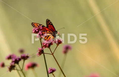 Monarch butterfly (Danaus plexippus) Stock Photos