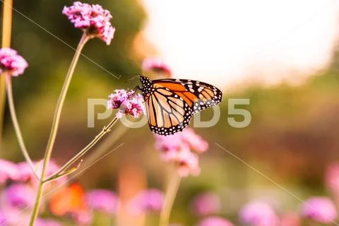 Monarch butterfly (Danaus plexippus) Stock Photos
