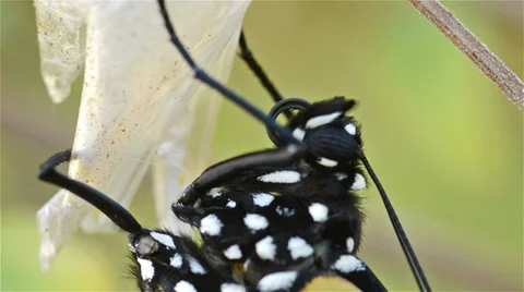 Monarch butterfly, Danaus plexippus preening its proboscis within minutes of Stock Footage 34458744