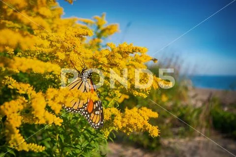 Monarch butterfly (Danaus plexippus) in Rondeau provincial park, southwestern Stock Photos