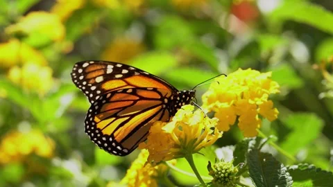 Monarch Butterfly (Danaus plexippus) on a Yellow Lantana Flower 4k Video Stock Footage 291573374