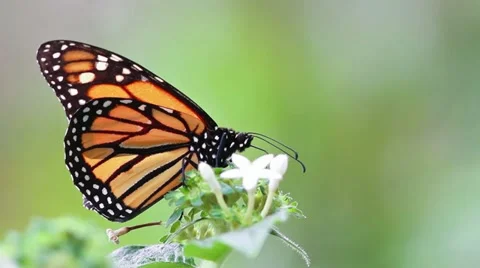 Monarch Butterfly (Danaus plexippus).mp4 Stock-Footage 10804569