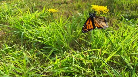 Monarch Butterfly on dandelion flower Stock Footage 202809028