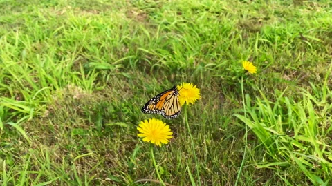 Monarch Butterfly on dandelion flower Stock Footage 202809658