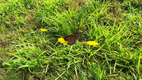 Monarch Butterfly on Dandelion Stock Footage 202810832