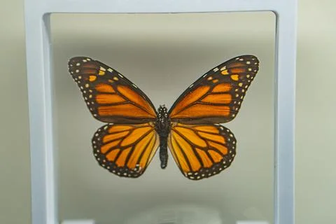 A Monarch butterfly is displayed within a clear, acrylic case The butterfly.. Stock Photos