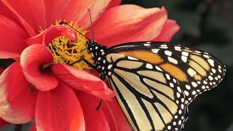 Monarch butterfly drinking nectar from a red dahlia flower Stock Footage 117677408