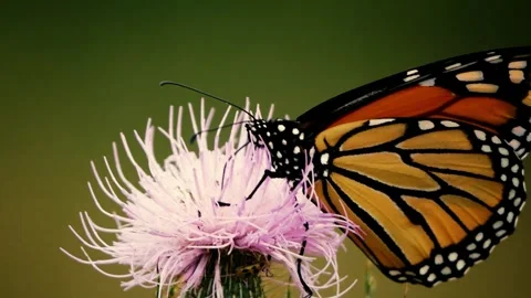Monarch Butterfly Drinking Nectar from Wildflower  Stock Footage 286250616