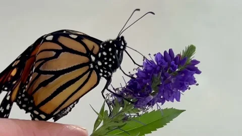 Monarch butterfly drinks nectar closeup Stock Footage 220436357