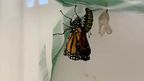 Monarch butterfly drying wings in enclos... | Stock Video | Pond5