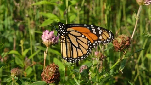 Monarch butterfly eating nectar Stock Footage 158060446